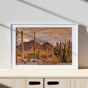 Sonora-Wüstenkaktus, Fotografie Druck, Lifestyle Druck, Fotodruck in Museumsqualität