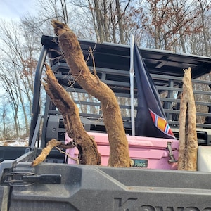 May include: Two large, weathered pieces of driftwood with textured, brown bark are positioned in the bed of a black utility vehicle. A pink cooler with the text Frosted Frog and a black flag with a red, white, and blue stripe are also visible.