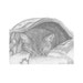 see more listings in the cats ~ pencil prints section