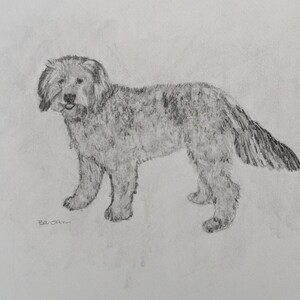 Original pencil portrait of a dog