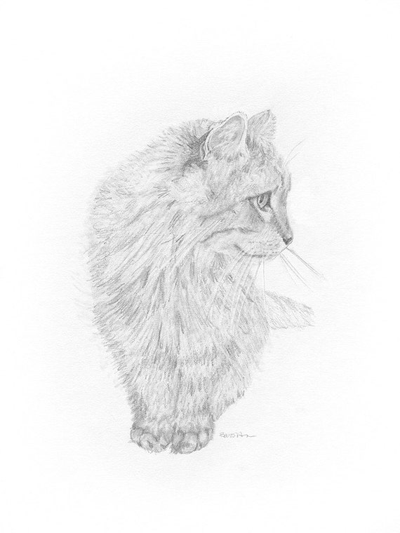 Maine Coon Cat Drawing Print Etsy