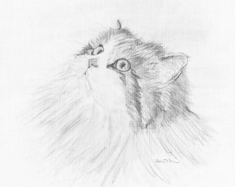 cat drawing - pencil portrait giclee print canvas paper - pet - persian cat - chester-1