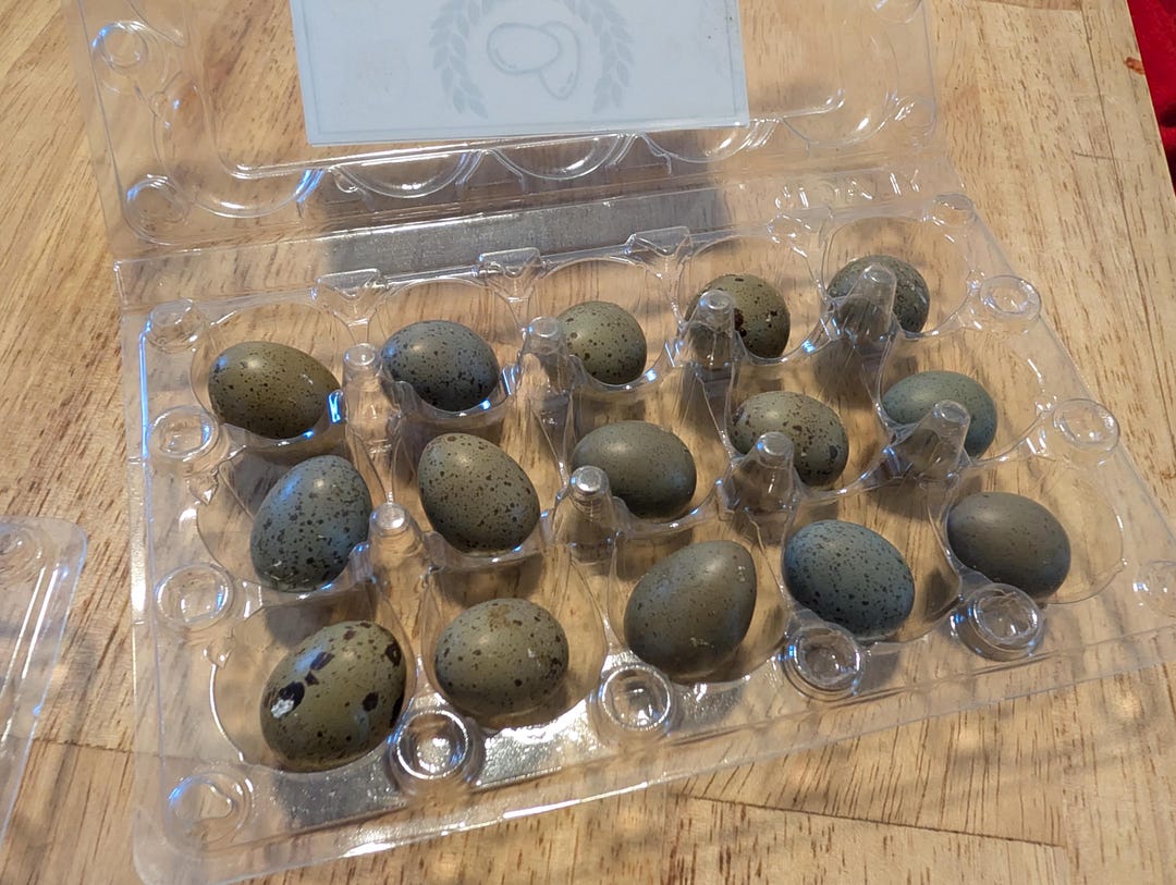 15x Premium Fertilized/unfertilized Button Quail Eggs Perfect for ... - Quail Egg Fertilization Frozen Thawed