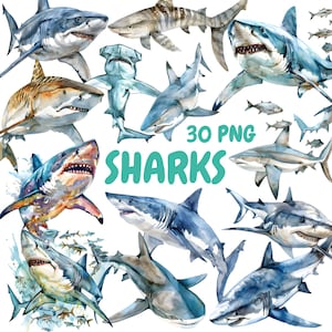 Watercolor Sharks Clipart Bundle, Sea Creatures Clipart, Shark Illustrations, Transparent PNG Graphics, Commercial Use