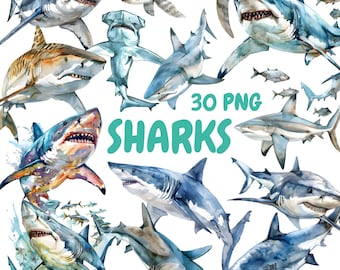 水彩サメのクリップアート | ホオジロザメ、イタチザメ