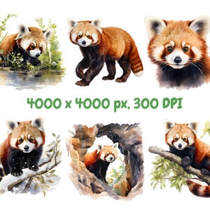 Watercolor Red Panda Clipart Bundle, Lesser Panda Clipart, Panda Illustrations, Transparent PNG Graphics, Commercial Use image 2