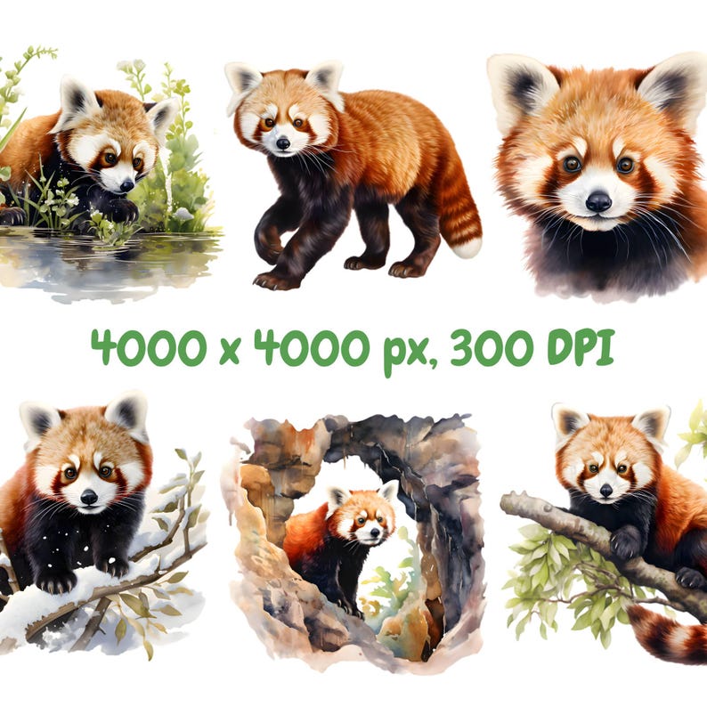 Watercolor Red Panda Clipart Bundle, Lesser Panda Clipart, Panda Illustrations, Transparent PNG Graphics, Commercial Use image 2