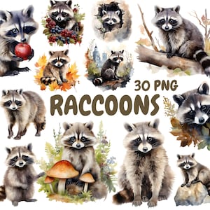 Bundle de cliparts aquarelles de ratons laveurs, cliparts animaux de la forêt, Illustrations de ratons laveurs, graphiques PNG transparents, usage Commercial