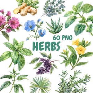 Pacote de clipart de ervas em aquarela, clipart de ervas medicinais, ilustrações de plantas, gráficos PNG transparentes, uso comercial
