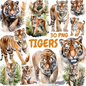 Bundle de cliparts aquarelle tigres, clipart animaux de la jungle, illustrations de tigres, graphiques PNG transparents, usage Commercial