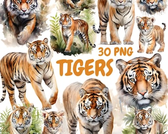 Akvarell tigrar Clipart-paket, djungeldjur Clipart, tigerillustrationer, transparent PNG-grafik, kommersiellt bruk