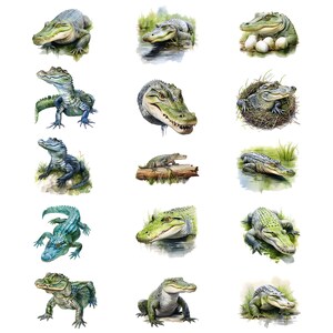 May include: A series of watercolour illustrations of alligators in different positions. The alligators are rendered in shades of green, blue, and grey, with detailed textures and realistic features. Some are shown in water or near vegetation.
