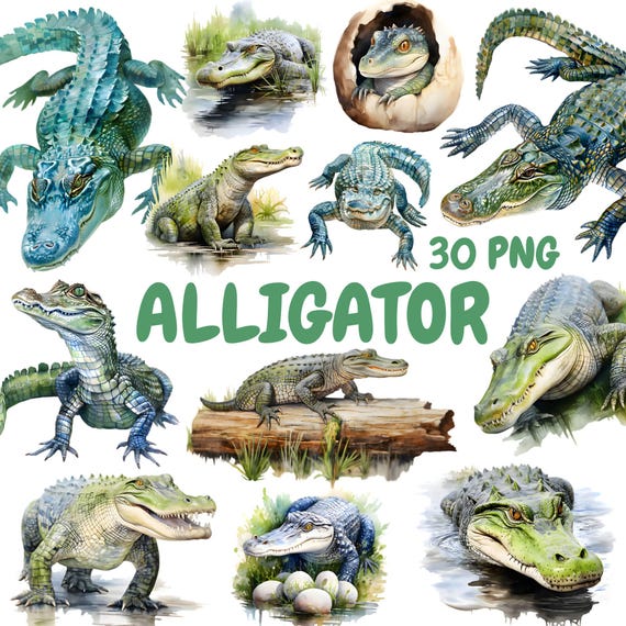 Watercolor Alligator Clipart Bundle, Reptile Crocodile Clipart, Alligator Illustrations, Transparent PNG Graphics, Commercial Use