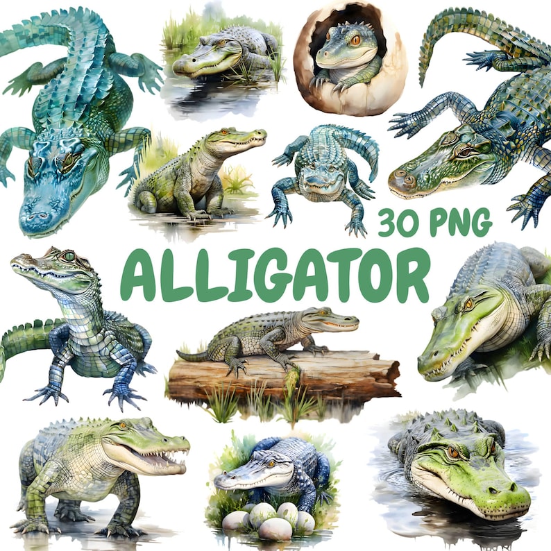 May include: A set of watercolour illustrations of alligators in different poses. The images show alligators in shades of green, blue, and brown, some in water and others on land. The word "ALLIGATOR" is written in green, and "30 PNG" is also visible.