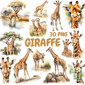 Bundle de cliparts girafe aquarelle, clipart bébé girafe, Illustrations Safari, graphiques PNG transparents, usage Commercial