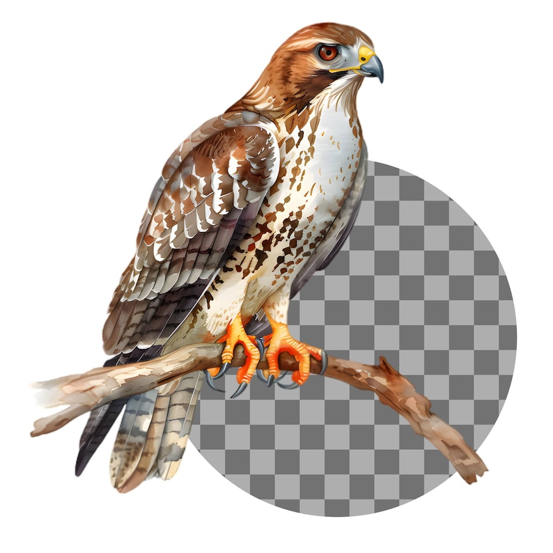 May include: A brown and white hawk with orange talons perched on a branch. The hawk is looking to the right of the image.
