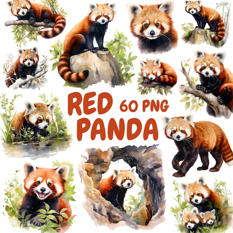 May include: A collection of watercolor illustrations featuring red pandas in various poses. The images showcase the animals in their natural habitat, with lush greenery and rocky terrain. The text "RED 60 PNG PANDA" is displayed in orange.