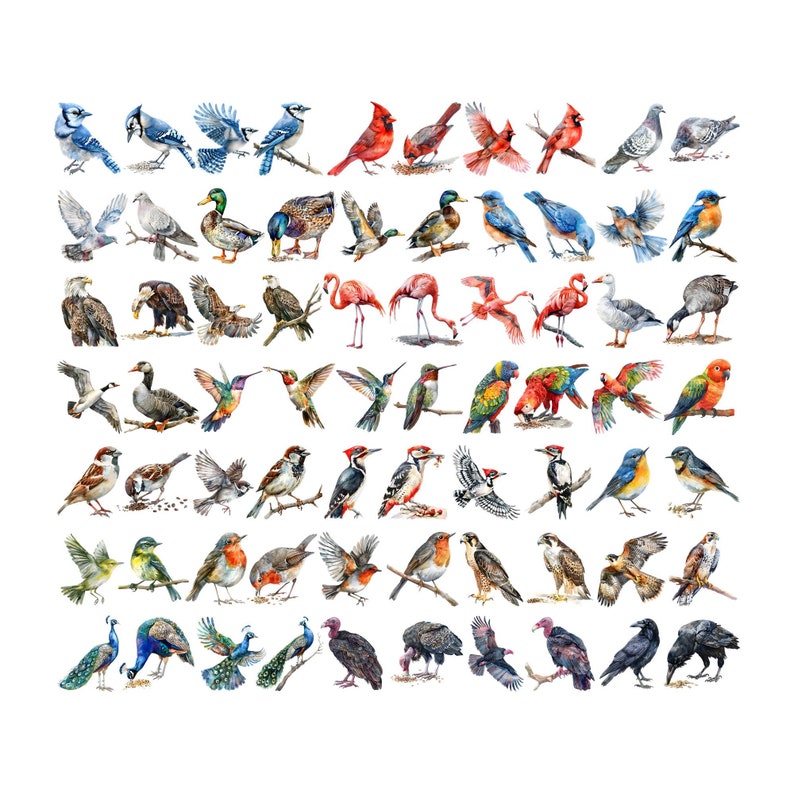 May include: A watercolor painting of a variety of birds, including a blue jay, cardinal, hummingbird, peacock, and vulture. The birds are depicted in a variety of poses and colors, and they are all set against a white background.