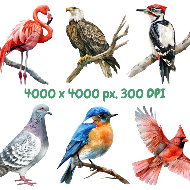 May include: A digital painting of six different birds. A pink flamingo, a bald eagle, a woodpecker, a blue jay, a pigeon, and a cardinal.