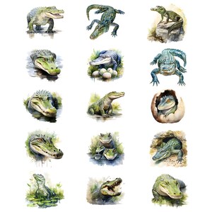 May include: A series of watercolour illustrations of alligators in different settings. The images show alligators in water, on land, and one hatching from an egg. The alligators are rendered in green, grey, and brown, with detailed textures and expressions.