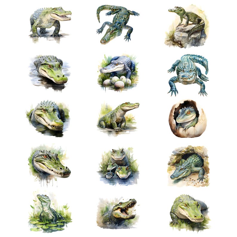 May include: A series of watercolour illustrations of alligators in different settings. The images show alligators in water, on land, and one hatching from an egg. The alligators are rendered in green, grey, and brown, with detailed textures and expressions.
