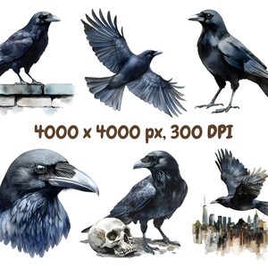 May include: Five watercolour illustrations of black ravens in different poses. One raven is perched on a brick wall, another is flying, and three are standing on the ground. One raven is standing next to a white skull.