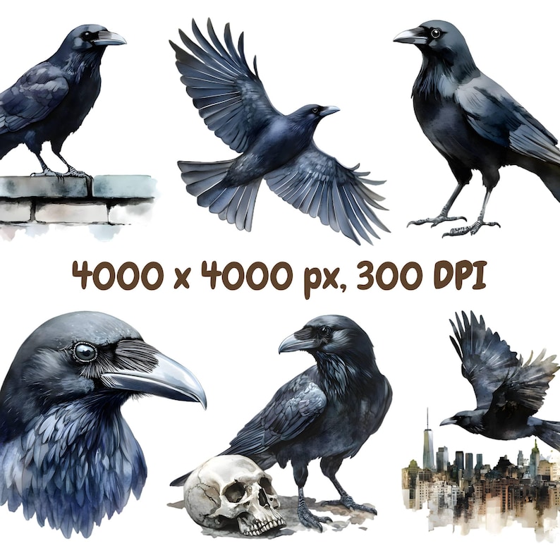 May include: Five watercolour illustrations of black ravens in different poses. One raven is perched on a brick wall, another is flying, and three are standing on the ground. One raven is standing next to a white skull.