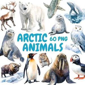 Può includere: Illustrazioni ad acquerello di animali artici, tra cui un orso polare, una foca, un pinguino, un tricheco e un gufo. Il testo blu "ARCTIC ANIMALS 60 PNG" indica un prodotto digitale.