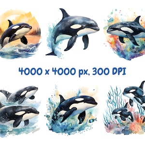 Może przedstawiać: Ilustracje akwarelowe orek w r&oacute;żnych pozach. Obrazy przedstawiają czarno-białe orki z rozpryskami wody i kolorowymi tłami. Tekst "4000 x 4000 px, 300 DPI" jest dołączony.