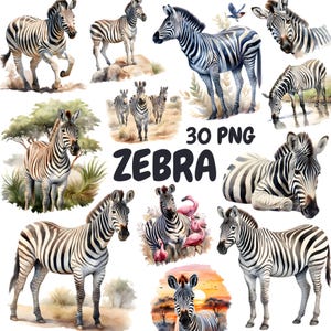 Watercolor Zebra Clipart Bundle, Safari Animals Clipart, Zebra Illustrations, Transparent PNG Graphics, Commercial Use