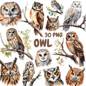 Bundle de cliparts aquarelle hibou, clipart oiseaux de la forêt, illustrations de la forêt, graphiques PNG transparents, usage Commercial