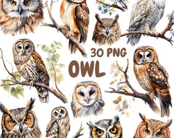 Watercolor Owl Clipart Bundle, Forest Birds Clipart, Woodland Illustrations, Transparent PNG Graphics, Commercial Use