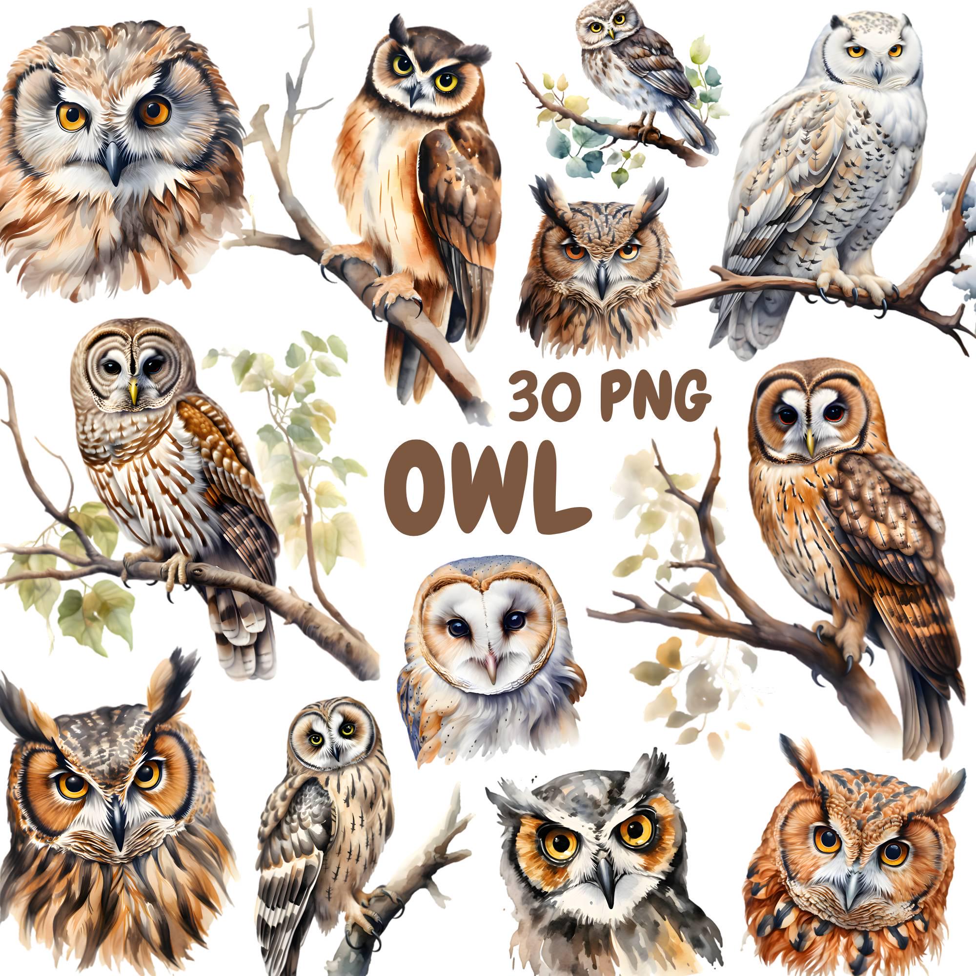 Watercolor Owl Clipart Bundle, Forest Birds Clipart, Woodland Illustrations, Transparent PNG Graphic