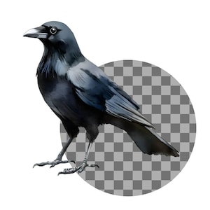 May include: A black crow with a dark blue sheen stands on a chequered background. The crow has a long, pointed beak and dark eyes.