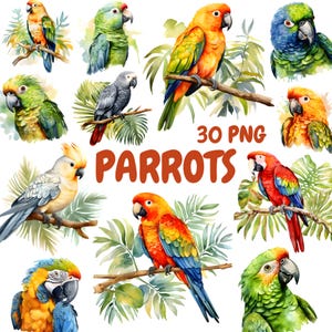 Bundle de cliparts perroquets aquarelle, clipart oiseaux tropicaux, Illustrations de perroquets, graphiques PNG transparents, usage Commercial