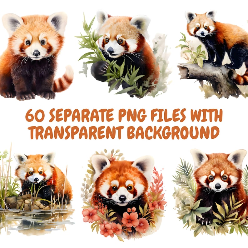 May include: Watercolor illustrations of red pandas in various poses. The image features six different red panda designs, each with a unique setting, including one holding bamboo. Text reads: "60 Separate PNG Files with Transparent Background."