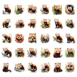 May include: A collection of watercolor illustrations of red pandas in various poses. The red pandas are depicted in shades of red, brown, and white, with some surrounded by greenery. The illustrations are on a white background.