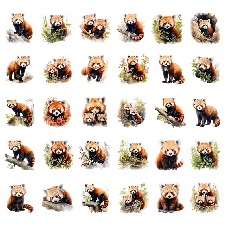 May include: A collection of watercolor illustrations of red pandas in various poses. The red pandas are depicted in shades of red, brown, and white, with some surrounded by greenery. The illustrations are on a white background.