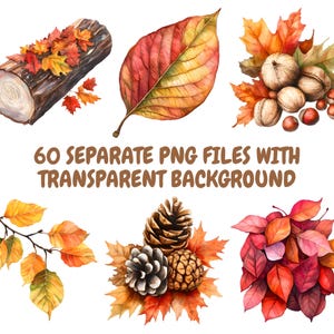 May include: A set of 60 watercolor illustrations of autumn leaves, acorns, pine cones, and a log. The illustrations are in shades of red, orange, yellow, brown, and green. The background is transparent.