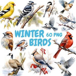 Bundle de cliparts aquarelle hiver oiseaux, clipart Cardinal rouge, illustrations d'oiseaux, graphiques PNG transparents, usage Commercial