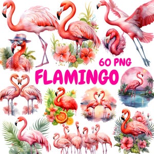 Paquete de imágenes prediseñadas de flamencos en acuarela, imágenes prediseñadas de aves tropicales, ilustraciones de flamencos, gráficos PNG transparentes, uso comercial