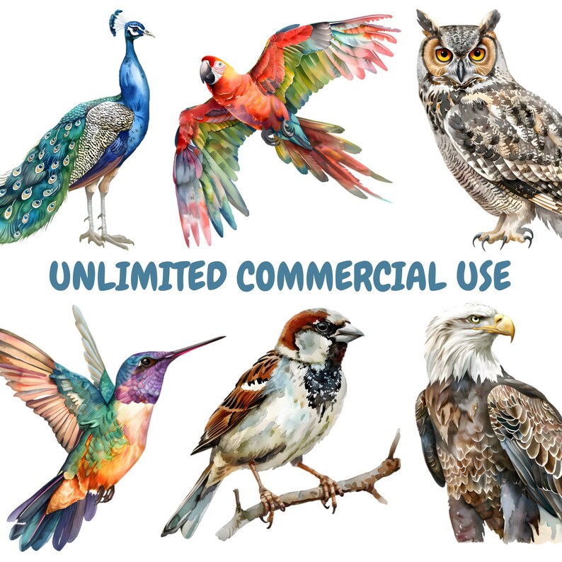 May include: A digital illustration of a collection of watercolor birds. The birds include a peacock, a parrot, an owl, a hummingbird, a sparrow, and an eagle. The illustration is on a white background with the text "UNLIMITED COMMERCIAL USE".