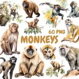 Bundle de cliparts aquarelle singes, Clipart singe mignon, illustrations de singes, graphiques PNG transparents, usage Commercial