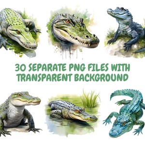 May include: Watercolour illustrations of alligators in various poses and colours, including green, blue, and grey. The image includes the text "30 SEPARATE PNG FILES WITH TRANSPARENT BACKGROUND."