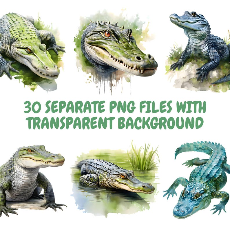 May include: Watercolour illustrations of alligators in various poses and colours, including green, blue, and grey. The image includes the text "30 SEPARATE PNG FILES WITH TRANSPARENT BACKGROUND."