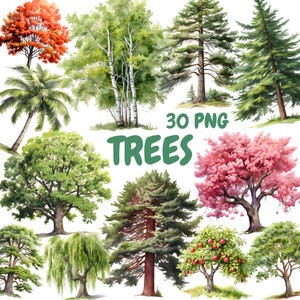 Pacchetto Clipart Alberi Acquerelli, Clipart Alberi di Pino, Illustrazioni Forestali, Grafica PNG Trasparente, Uso Commerciale