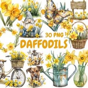 Watercolor Daffodils Clipart Bundle, Yellow Flower Clipart, Daffodil Illustrations, Transparent PNG Graphics, Commercial Use