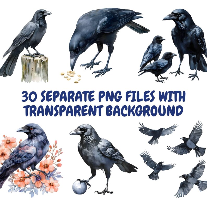 May include: A set of 30 digital illustrations of black crows in various poses. The crows are depicted in a watercolour style with a realistic appearance. The images have transparent backgrounds, making them suitable for use in digital projects.