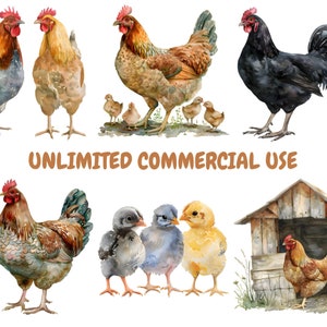 Op de afbeelding: Waterverfillustratie van een groep kippen en kuikens. De kippen zijn bruin, zwart en grijs met rode kammen. De kuikens zijn geel, grijs en blauw. De illustratie bevat de tekst "UNLIMITED COMMERCIAL USE".