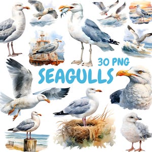 Pacchetto di clipart di gabbiani acquerellati, clipart di uccelli costieri, illustrazioni di gabbiani, grafica PNG trasparente, uso commerciale